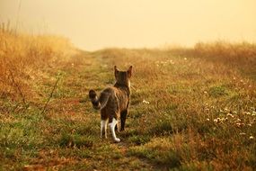 nosy young domestic cat