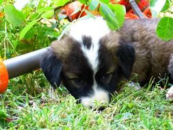 tired sleepy puppy on the green grass
