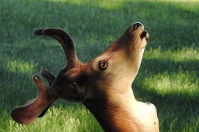 deer head on a background of green grass