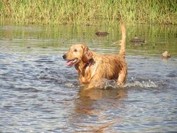 Golden Retriever in a water on a sunny day