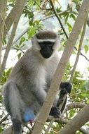 white Monkey
