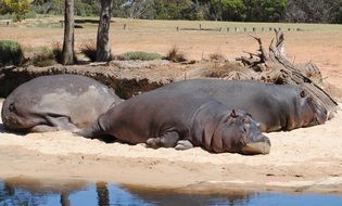 sleeping hippopotamus in wildlife