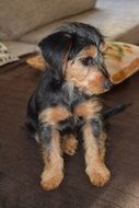 Yorkshire terrier, hybrid puppy