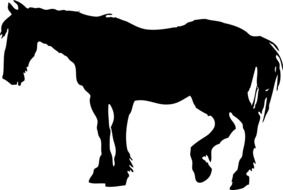 black domestic horse profile