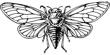 Cicada Wings drawing
