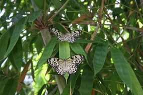 butterflies on a green leaf