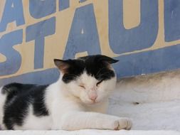 attractive Greece Cat