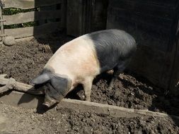Pig Farm