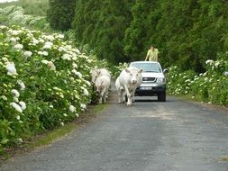 cows are on the road drawing