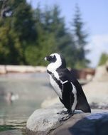 Black Penguin in the Zoo