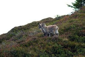 Alpine Ibex Animals