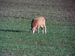 sheep eats grass in the meadow