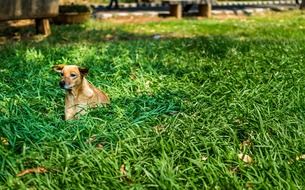 Lonely dog in a high grass