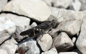 Red winged buzzing insect on the stones