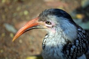 Redbilled Hornbill, bird head close up