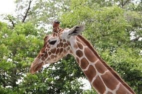 giraffe head on a background of green trees