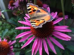 closeup picture of tiger butterfly on a flower in the garden