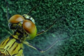 macro of a green dragonfly head