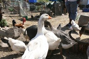 poultry in the yard