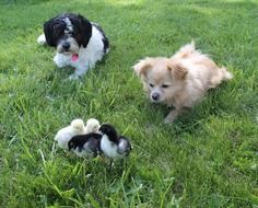 puppies and chickens in green grass