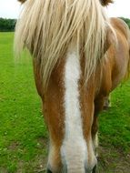 Horse with the blonde mane
