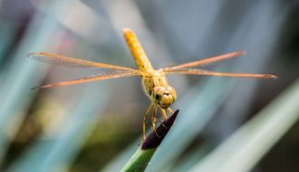 closeup of a yellow dragonfly on grass