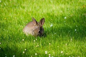 wild rabbit on green grass