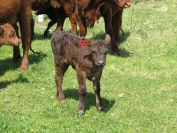 brown calf near cows in a green meadow
