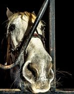 horse behind the iron gates at the horse farm