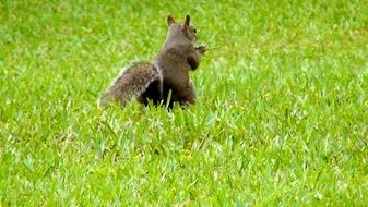 Animal Squirrel