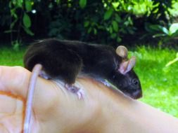black mouse on a man's hand