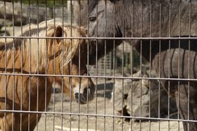 Horse and pony behind fence