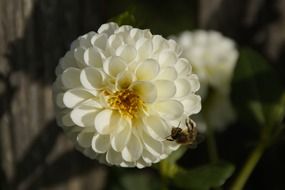 Bee is on a Dahlia Blossom