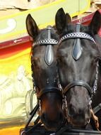 two black Horse heads in bridles close up