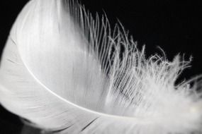 white down feather