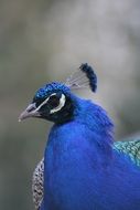 blue peacock on a blurred background