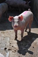 pig breeding
