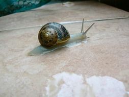 snail on the wet surface