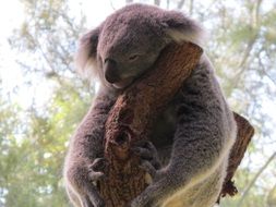koala is lying on a tree