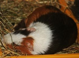 Amanda Guinea Pig