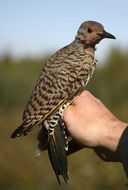 northern bird on hand