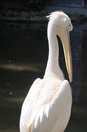 beautiful white pelican