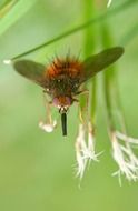 insect on a red flower of a green plant