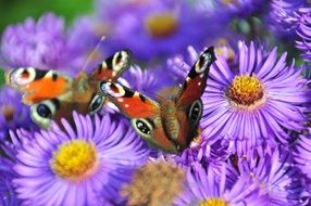 macro view of peacock butterflies on the purple flowers