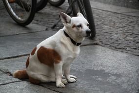 portrait of a cute waiting dog