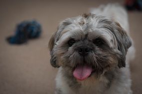 portrait of beautiful and cute small Dog