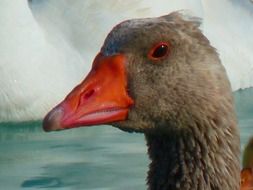 goose with red beak