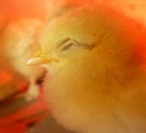 attractive Chicks Bird