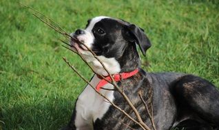 black and white boxer dog lies on the lawn