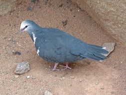 dove plumage bird